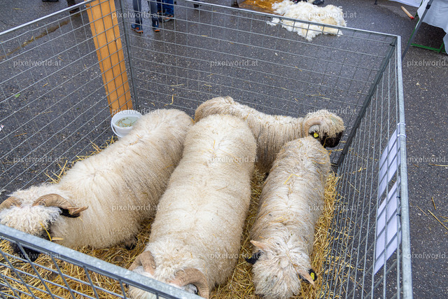 SchaZie-Tag Feldkirchen | Bildershop von pixelworld.at - Realisiert mit Pictrs.com