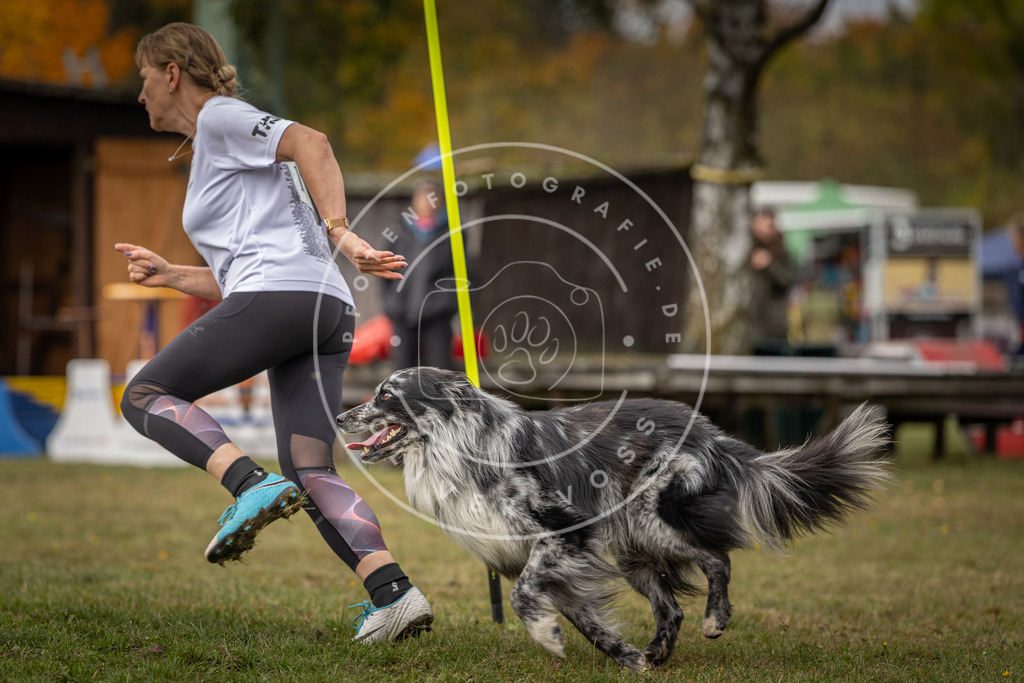 Pfotenfotografie_DV3A5649 | Hundefotografie, Tierfotograf, Pfotenfotografie, Fotoshooting Hund, Hunde Portrait, Hundesport, Hundeportraits, Heideshooting, Hunde, Sportfotograf, Hundefotograf, Turnierhundsport, THS,  - Realisiert mit Pictrs.com