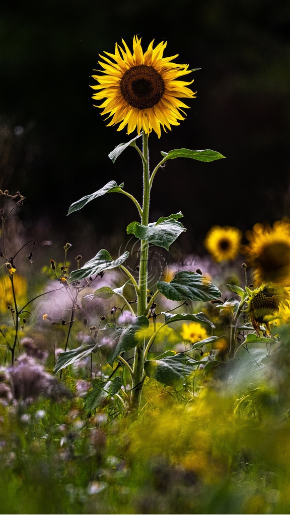 2023_08_13_9999_4s | Frank Herberich Fotografie, Frank Herberich, Fotografie, Hochzeit, Portrait, St. Peter Ording, Ording, Westerhever, Nordsee, Frank Fotografie, Hardheim,  Odenwald,Walldürn, Band,Eventfotografie - Realisiert mit Pictrs.com