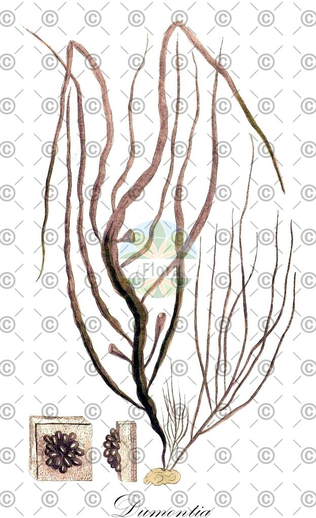 HistAbb_wfo-0001021515_1_ENZY_Simple | Historische Abbildung von Dumontia - Dumontiaceae (0) | Historical Illustration of Dumontia - Dumontiaceae (0)