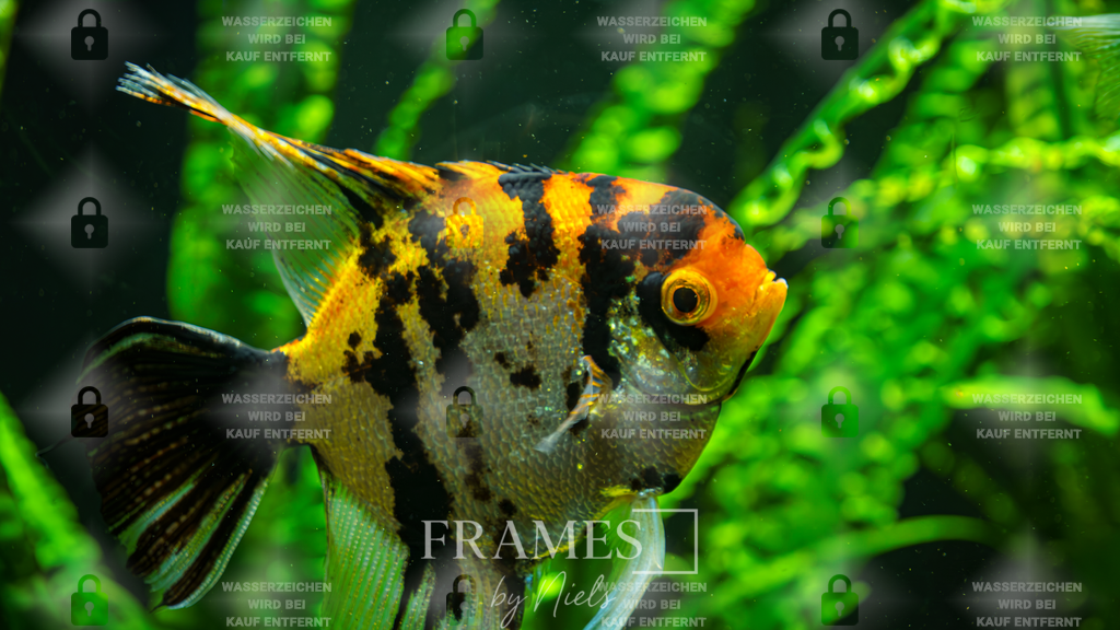 Skalar | Frames by Niels – Fotograf aus Wassenberg (Nähe Mönchengladbach). Natürliche Fotos von Menschen, Tieren, Produkten und Architektur. Outdoor-Shootings & professionelle Prints direkt im Shop bestellen oder vor Ort buchen. - Realisiert mit Pictrs.com