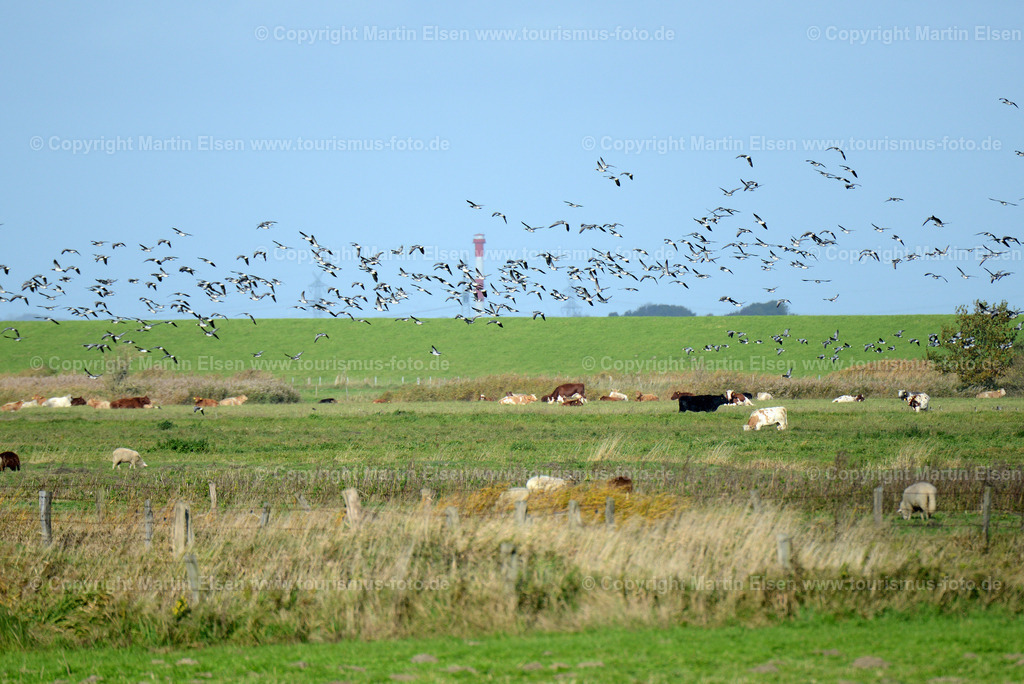 Freiburg Wildgänsetage_ELS_4583 | Freiburg an der Elbe - Aufnahmedatum: 25.10.2015, Aufnahmehöhe:  m, Koordinaten:  - , Bildgröße: 4851 x  3238 Pixel - Copyright 2015 by Martin Elsen, Kontakt: Tel.: +49 157 74581206, E-Mail: info@schoenes-foto.deSchlagwörter:Vogelkieker,Bus,Kinder,Vogel,Vögel,Gänse,Nonnengänse,Wildgänse,Zugvögel,Außendeich,KVG,Natur,Wildganstage, Foto - Realisiert mit Pictrs.com