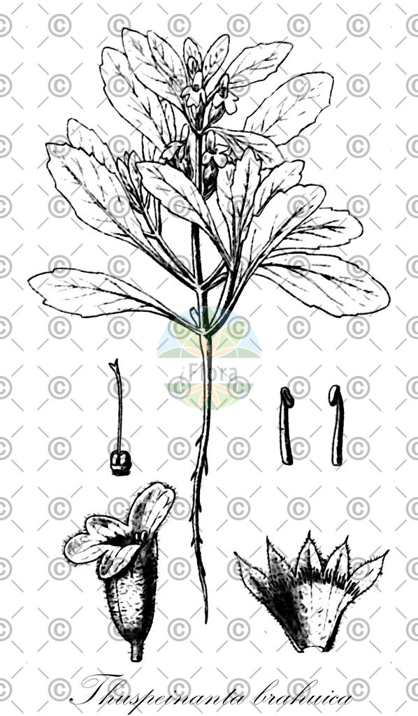 HistAbb_wfo-0001292296_1_ENZY_Simple | Historische Abbildung von Thuspeinanta brahuica - Lamiaceae | Historical Illustration of Thuspeinanta brahuica - Lamiaceae