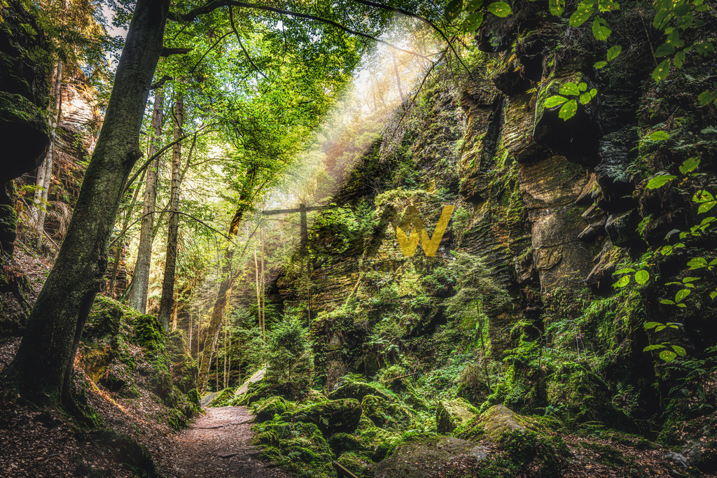 Mystischer Wanderweg Liebethaler Grund--fahler Lichtschein  | Ein Wanderweg - Teil des Malerweges - im Liebethaler Grund kurz bevor es in den Uttewalder Grund hinein geht. - Realisiert mit Pictrs.com