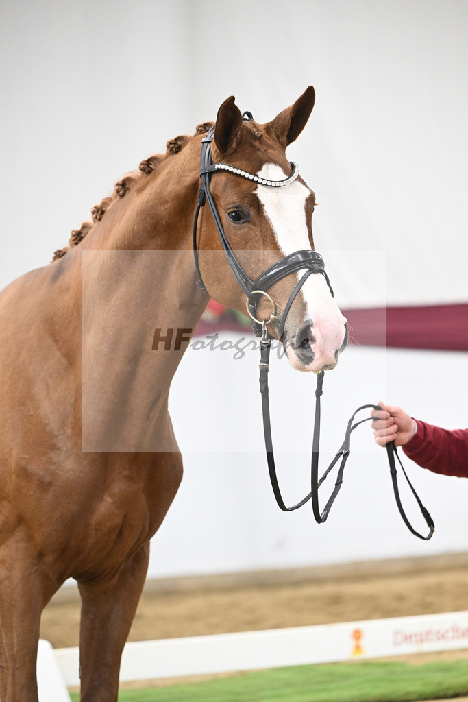 Kat-Nr. 118 Damaschino I x Mochito_Josef Zunterer_47253826 | hf-fotografie - Realisiert mit Pictrs.com