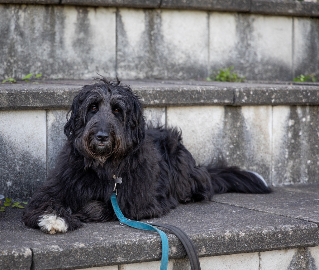 Pfotenfotografie_DV3A4199-2 | Hundefotografie, Tierfotograf, Pfotenfotografie, Fotoshooting Hund, Hunde Portrait, Hundesport, Hundeportraits, Heideshooting, Hunde, Sportfotograf, Hundefotograf, Turnierhundsport, THS,  - Realisiert mit Pictrs.com