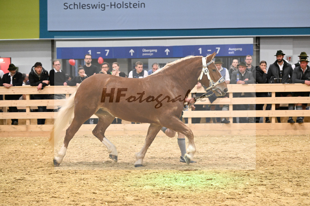 Kat-Nr. 41 Elite S v. Vegas_Schelle_1260593 | hf-fotografie - Realisiert mit Pictrs.com