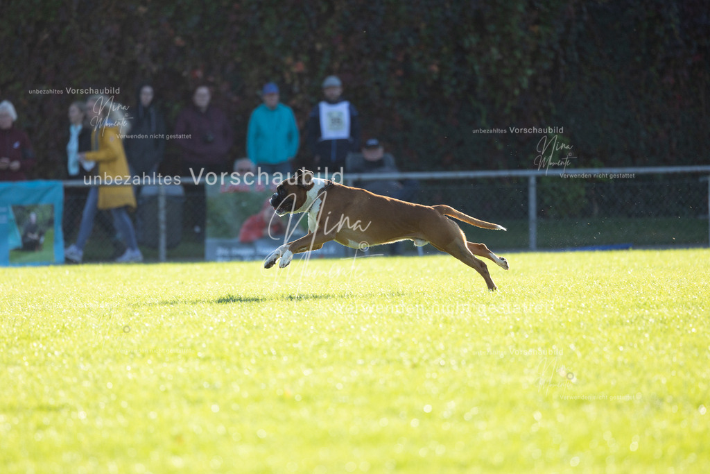 _16A4874 | Einzigartige Fotos von Hunden & Menschen –Actionfotos, Portraits, Vereinsaufnahmen & Paarshootings – authentisch, lebendig & mit Herz.