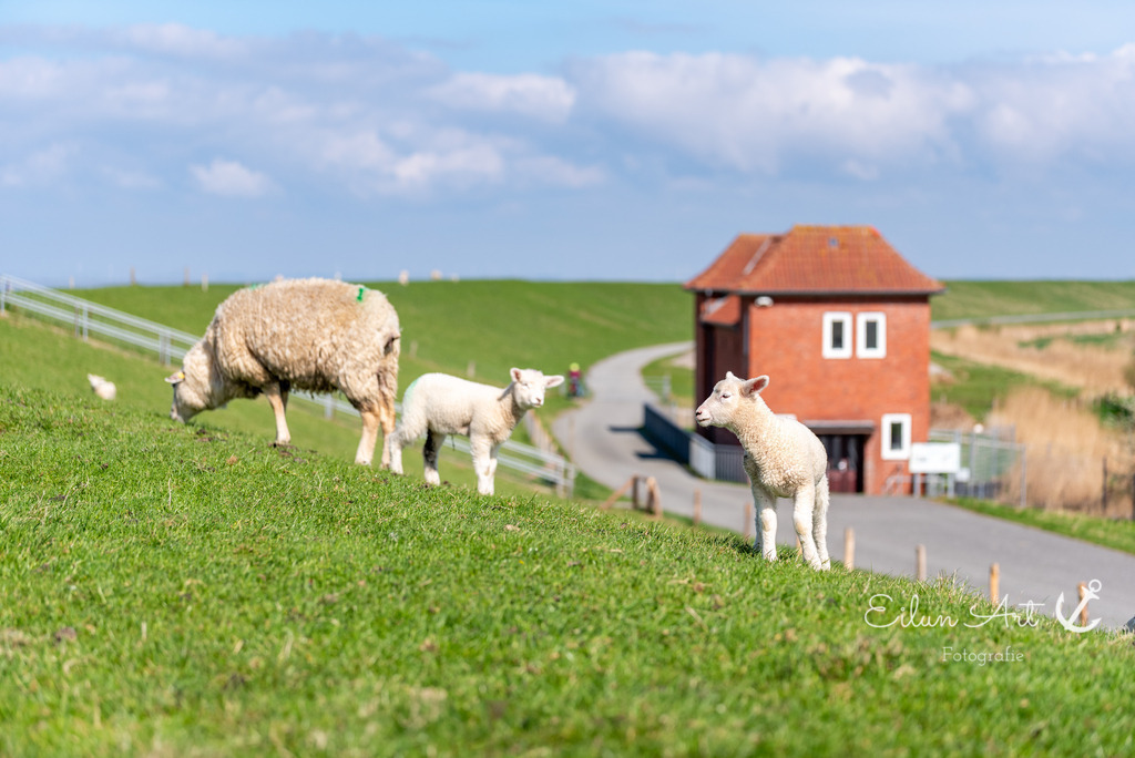 20250424-EAF_8184 | Eilun-Art-Fotografie Levke Martens, ihre Fotografin für Immobilien- und Landschaftsfotografie auf Föhr, Föhrer Motive als Poster, Leinwand, hinter Acrylglas oder stelle dir deinen eigenen Monatskalender zusammen, mit nur einem Klick