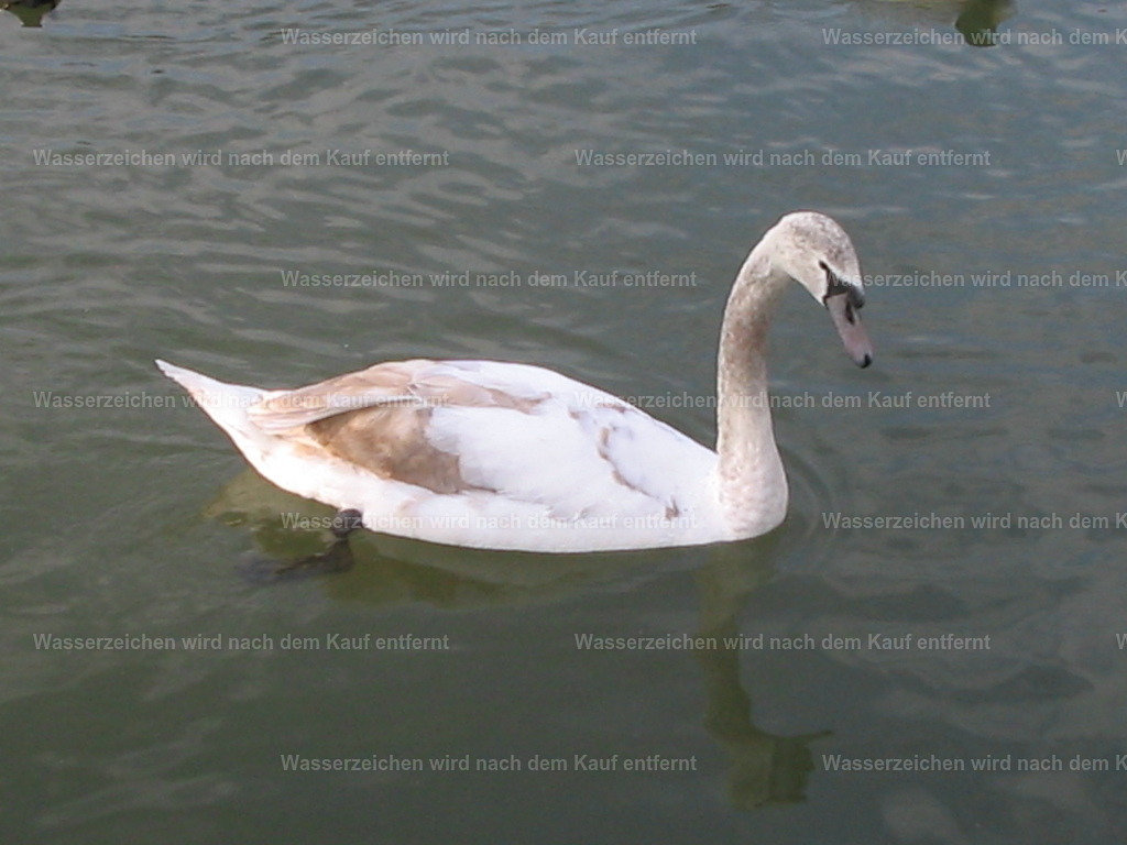 IMG_0302 | Entdecken Sie die faszinierende Welt von Norbert Michels: Surreale Kunstwerke, hochwertige Fotos, Leinwandbilder & Fotoprodukte wie Tassen mit bild7 - Realisiert mit Pictrs.com