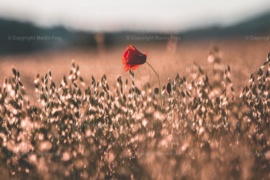 Lonesome Poppy | martinfrey - Realisiert mit Pictrs.com