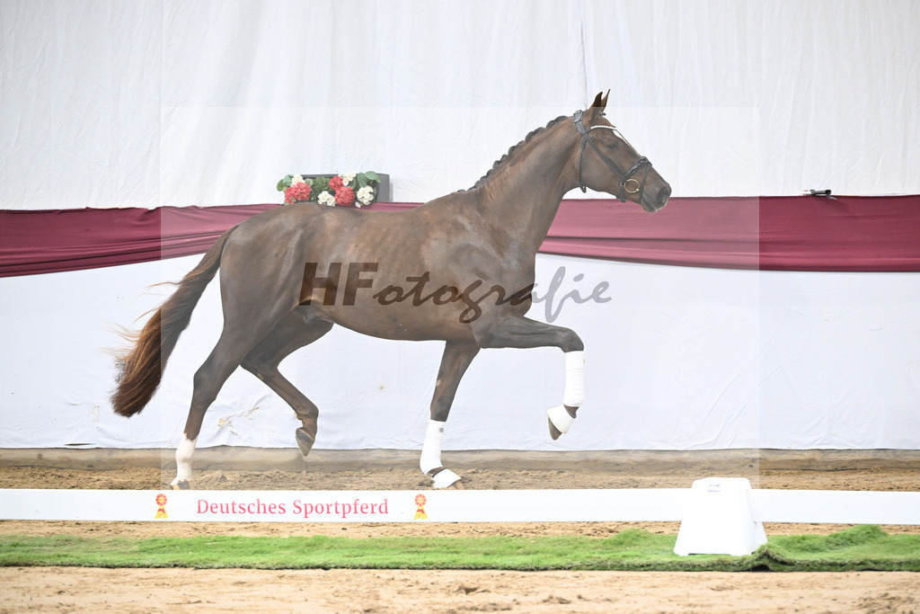 Kat-Nr. 15 Vitalis x Rock Forever I_Christoph Kuehnle_47250371 | hf-fotografie - Realisiert mit Pictrs.com