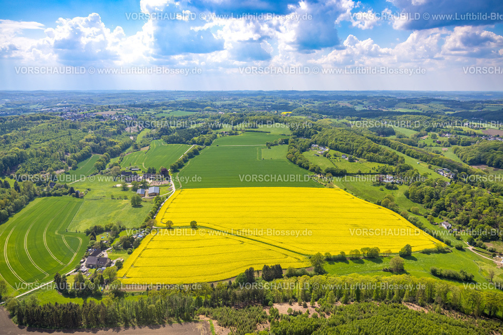 Wetter230502883 | Luftbild, Bäume im Rapsfeld, Grundschöttel, Wetter, Ruhrgebiet, Nordrhein-Westfalen, Deutschland