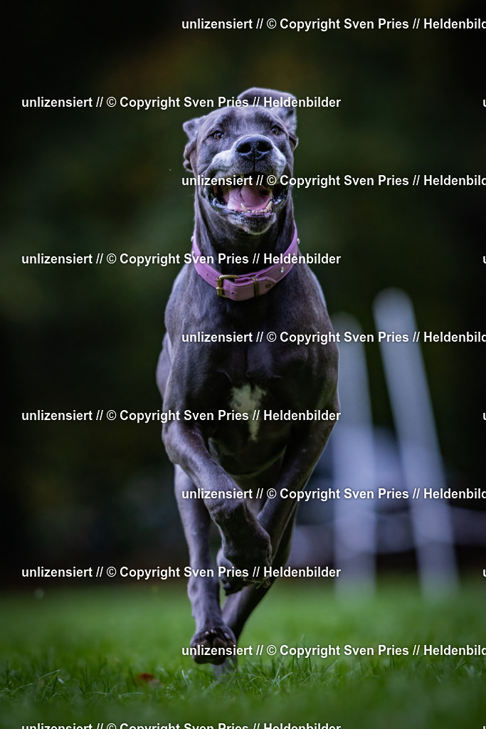 Sven Pries | 2024-10-19 - Hunderennen Ober-Grombach - Realisiert mit Pictrs.com