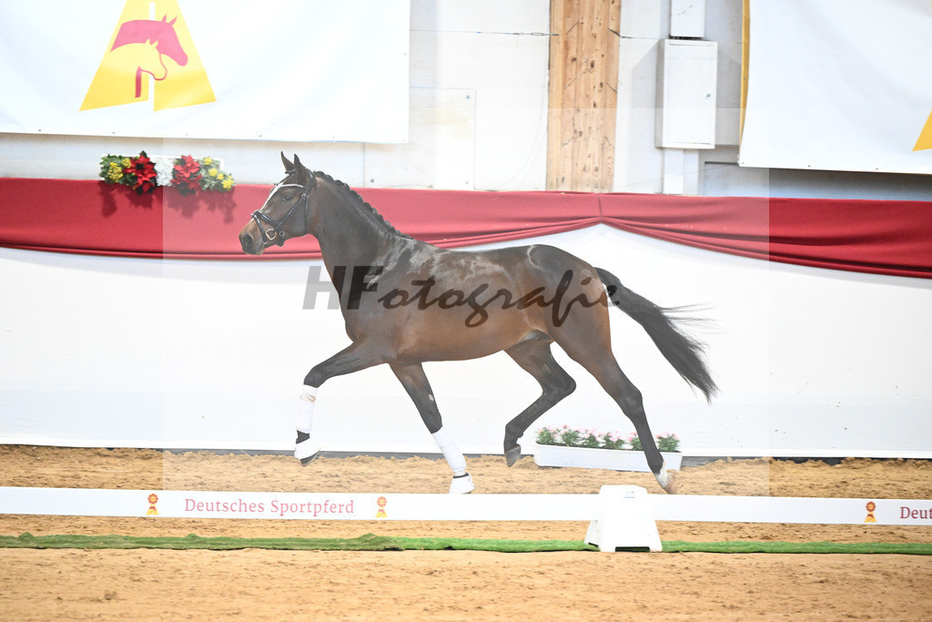 Kat-Nr. 7 Bon Vivaldi x Florencio I_Kornes_43231779 | hf-fotografie - Realisiert mit Pictrs.com