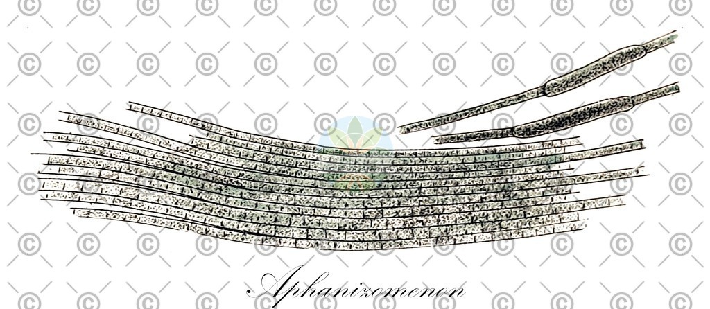 HistAbb_wfo-0000212687_1_ENZY_Simple | Historische Abbildung von Aphanizomenon - Nostocaceae (0) | Historical Illustration of Aphanizomenon - Nostocaceae (0)