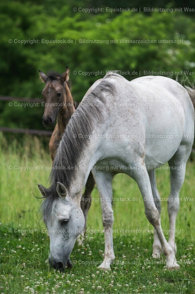 20210623_Fohlen_0490 | Foto: Thomas Hartig