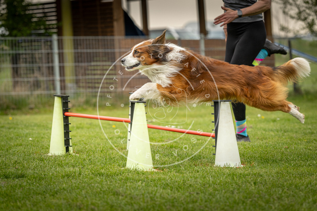 Pfotenfotografie_DV3A1067 | Hundefotografie, Tierfotograf, Pfotenfotografie, Fotoshooting Hund, Hunde Portrait, Hundesport, Hundeportraits, Heideshooting, Hunde, Sportfotograf, Hundefotograf, Turnierhundsport, THS,  - Realisiert mit Pictrs.com