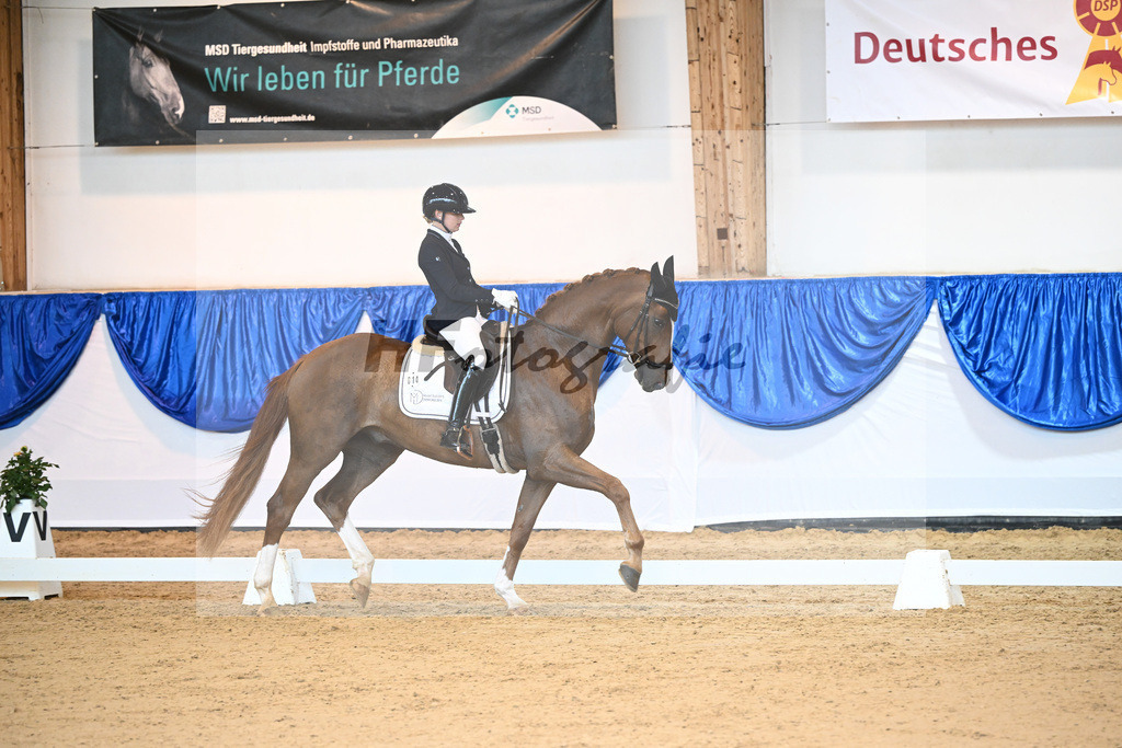 Kat-Nr. 14 Bernardo vom Haidholz_Beck_14240666 | hf-fotografie - Realisiert mit Pictrs.com