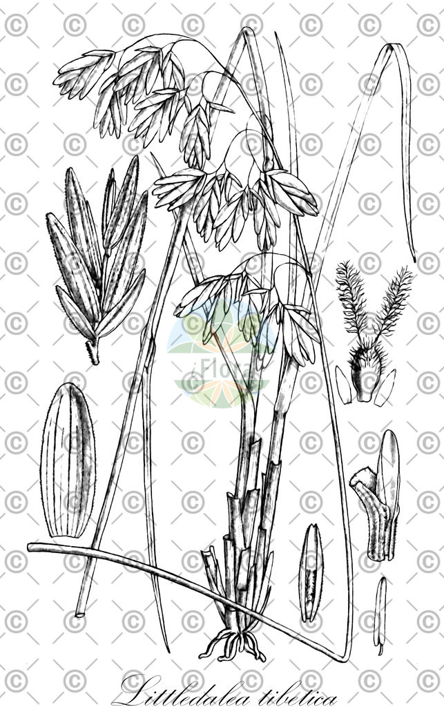 HistAbb_wfo-0000358663_1_ENZY_Simple | Historische Abbildung von Littledalea tibetica - Poaceae | Historical Illustration of Littledalea tibetica - Poaceae