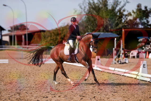 2026_10_03_Siefer-Hof_131846_Z81_66458786 | Professionelle Reitsport-, Turnier- und Eventfotografie von Robert Broda. Galerien mit ausgewählten und bearbeiteten Bildern direkt online ansehen und bestellen.