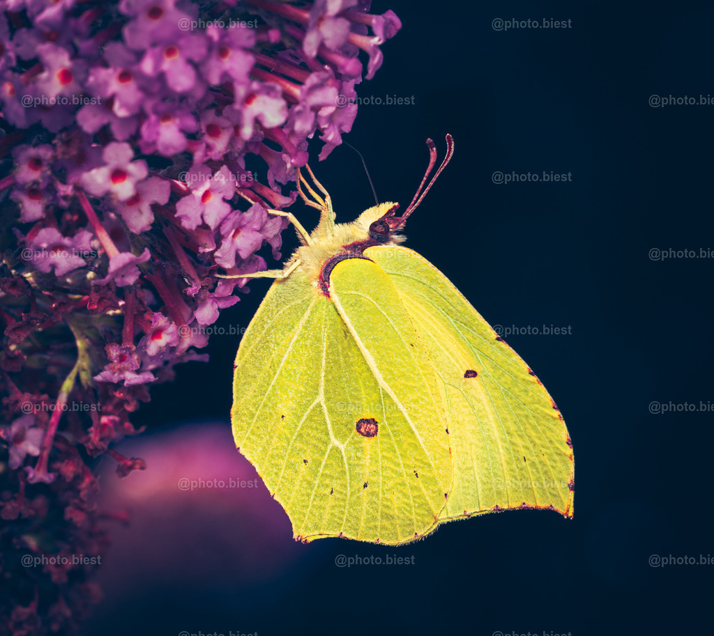 IMGC9411 | photobiest - Realisiert mit Pictrs.com