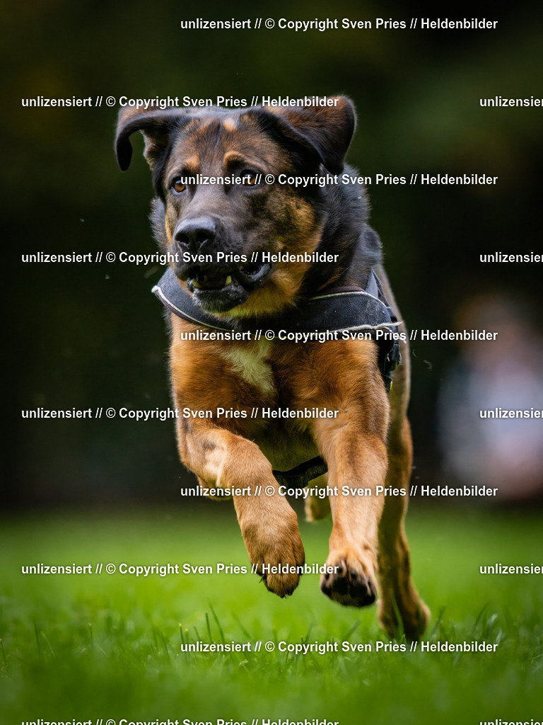 Sven Pries | 2024-10-19 - Hunderennen Ober-Grombach - Realisiert mit Pictrs.com