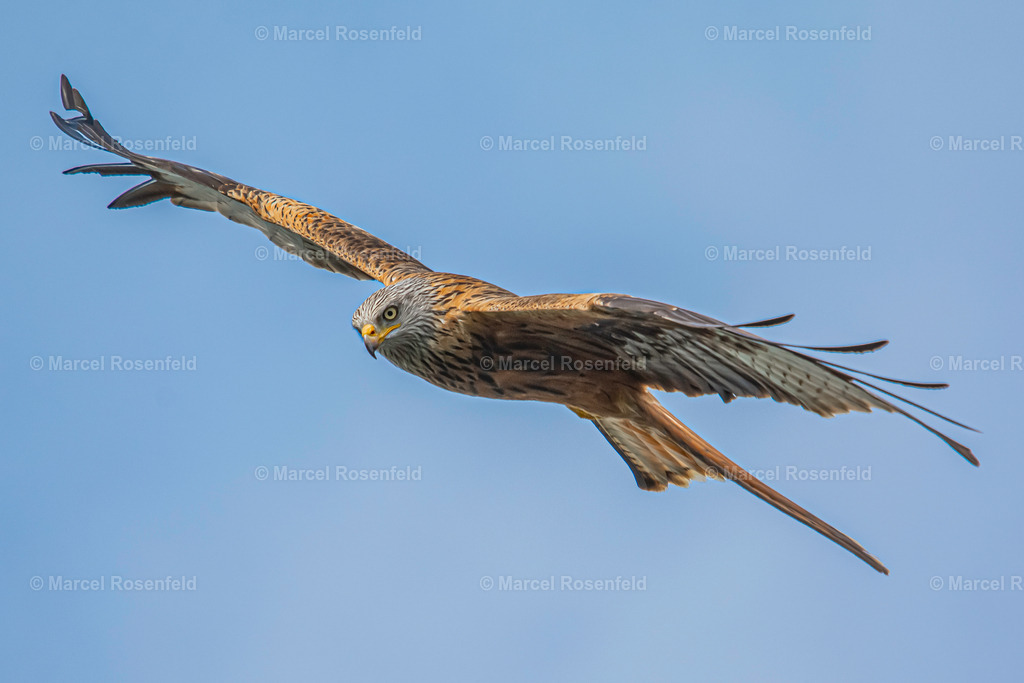 _DSC0518 | foto-rosenfeld