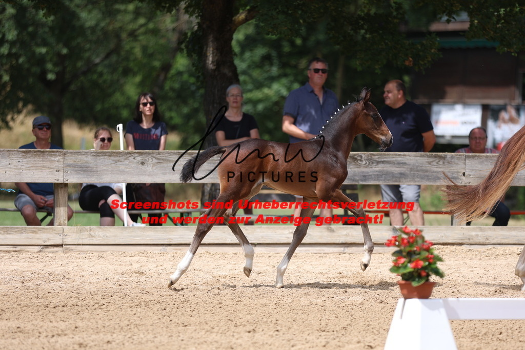 Fohlenschau_Schwäbisch_Hall_dressurbetonte_Fohlen_Goldring_KN 15_2 | lmwpictures - Realisiert mit Pictrs.com