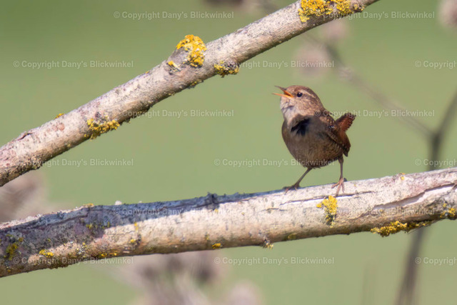 2019122 | Tierfotografie, Tierkalender, Tierbilder, Insekten, Spinnen, Vögel, Schmetterling, Libellen, Leinwand, Colorkey, Qualität, Geschenkartikel, Geschenk - Realisiert mit Pictrs.com