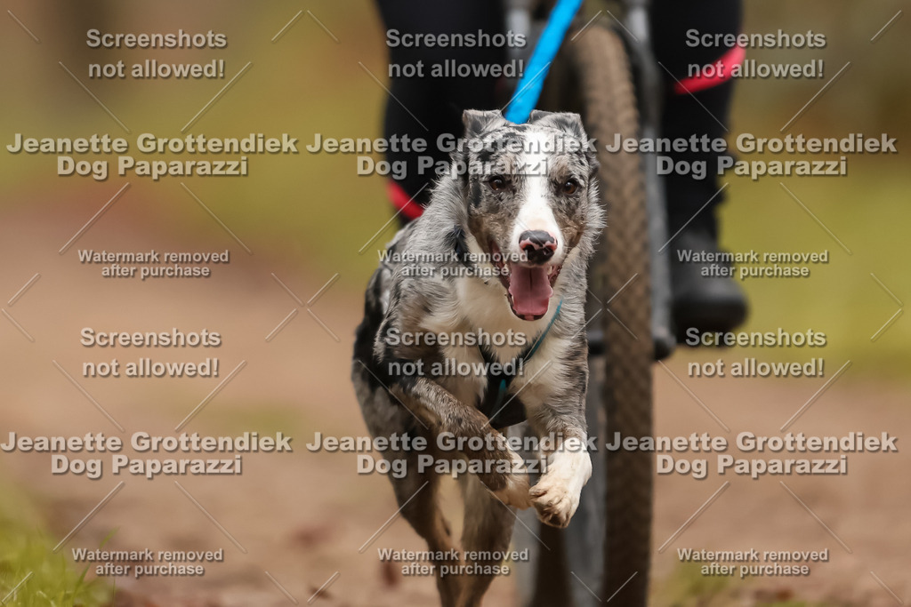 Dog Paparazzi - Speedhunter Mannheim  2025-338 | Dog Paparazzi Jeanette Grottendiek Fotografie & Videografie