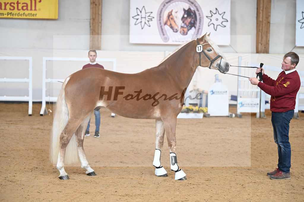 Kat-Nr. 17 v. Amore Mio_Stange_2230250 | hf-fotografie - Realisiert mit Pictrs.com