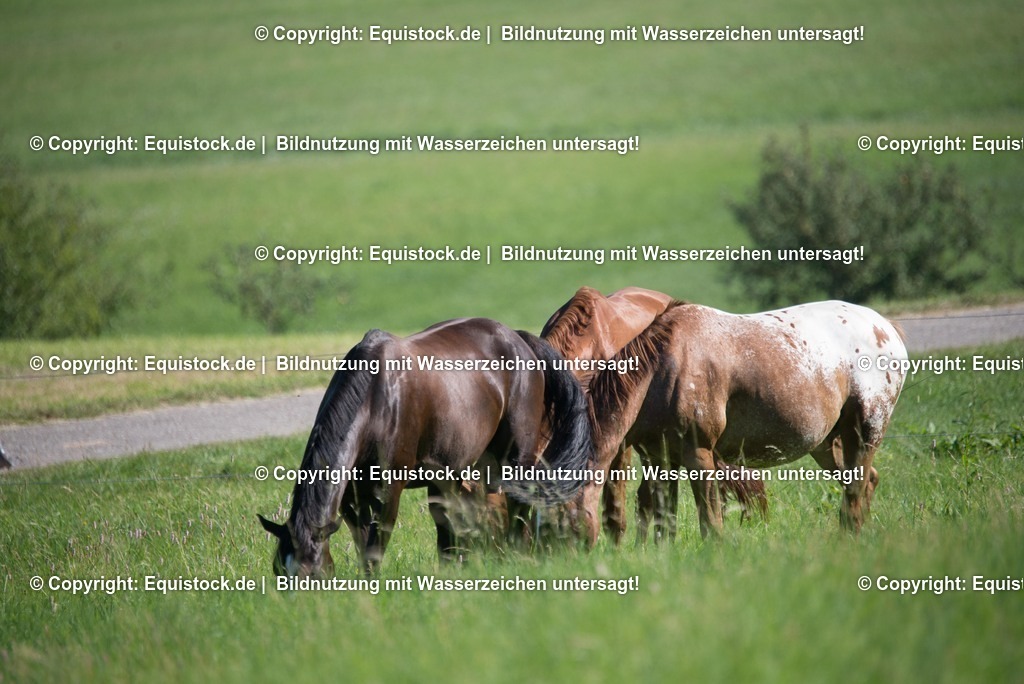 20160826_Wallach_auf_der_Koppel_0008 | Foto: Thomas Hartig