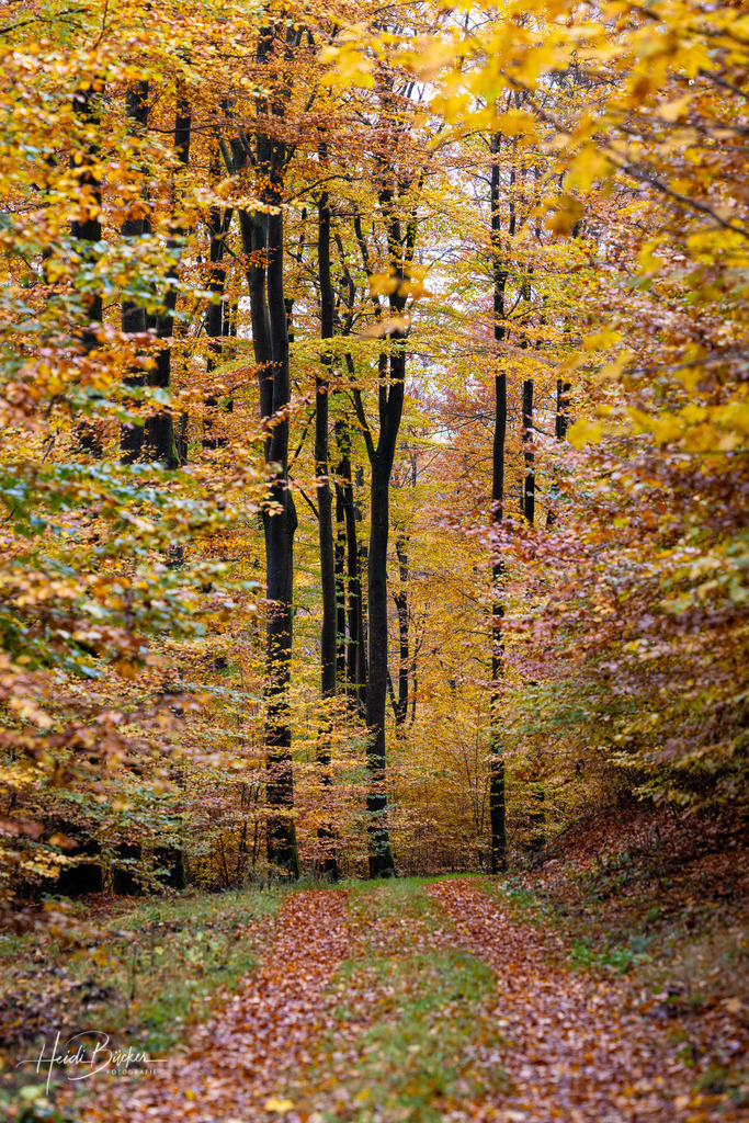 Buchenwald im Herbst | Buchenwald im Herbst - Realisiert mit Pictrs.com