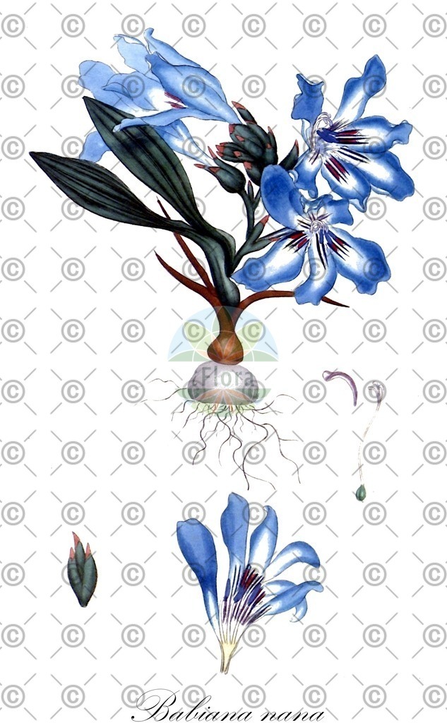 HistAbb_wfo-0000303933_1_ENZY_Simple | Historische Abbildung von Babiana nana - Iridaceae | Historical Illustration of Babiana nana - Iridaceae