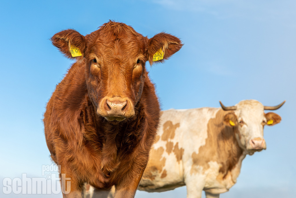PS-Tiere-2026-36 | Entdecke die größte Bildgalerie der Region mit Fotografien aus dem Allgäu, der Bodenseeregion, Oberschwaben, dem Donautal und der Schwäbischen Alb. Landschaften, Luftaufnahmen und Reisefotografie als Wandbild und Fotokunst. - Realisiert mit Pictrs.com