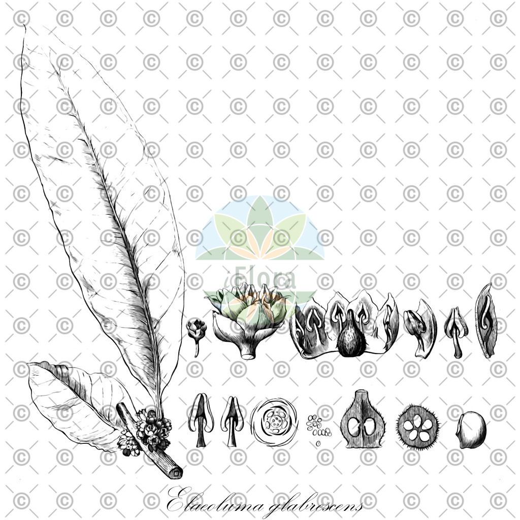 HistAbb_wfo-0000948026_1_ENZY_Simple | Historische Abbildung von Elaeoluma glabrescens - Sapotaceae | Historical Illustration of Elaeoluma glabrescens - Sapotaceae