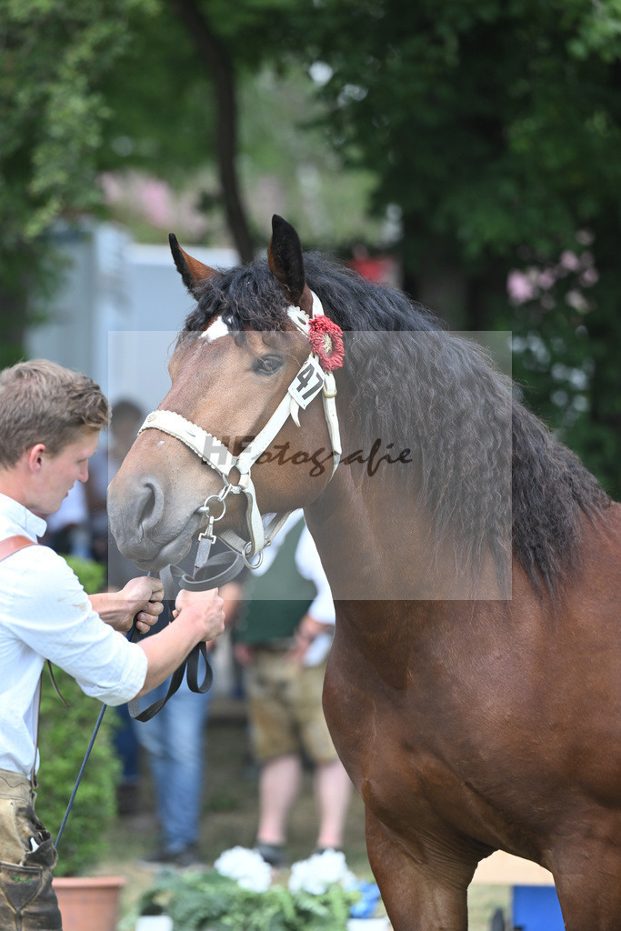 Kat-Nr. 47 Nymphenburg_Huber_20230738 | hf-fotografie - Realisiert mit Pictrs.com