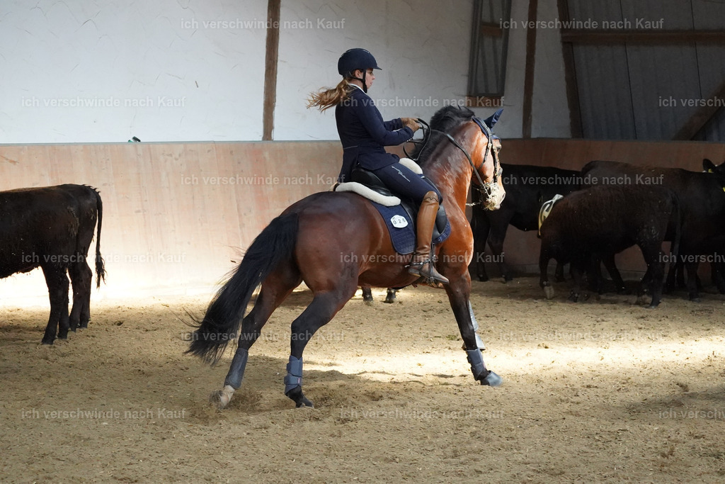 KlasseS_Lucie (3) | working equitationturnier fotograf videograf stoibphotography marixx film working equitation deutschland reitsport turnierfotografie eventfotografie equestrian events