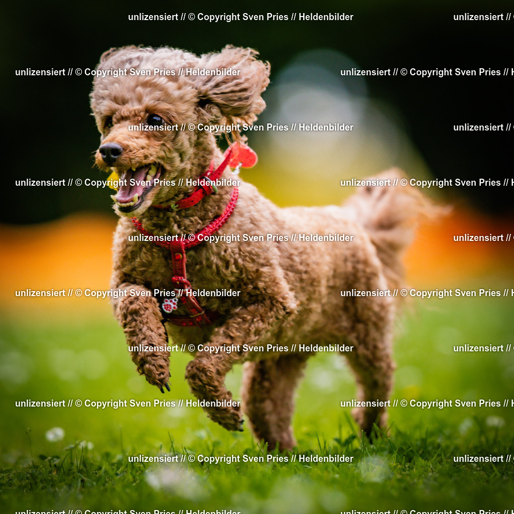 Sven Pries | 2025-05-29 - Pudelrennen KA-Durlach - Realisiert mit Pictrs.com