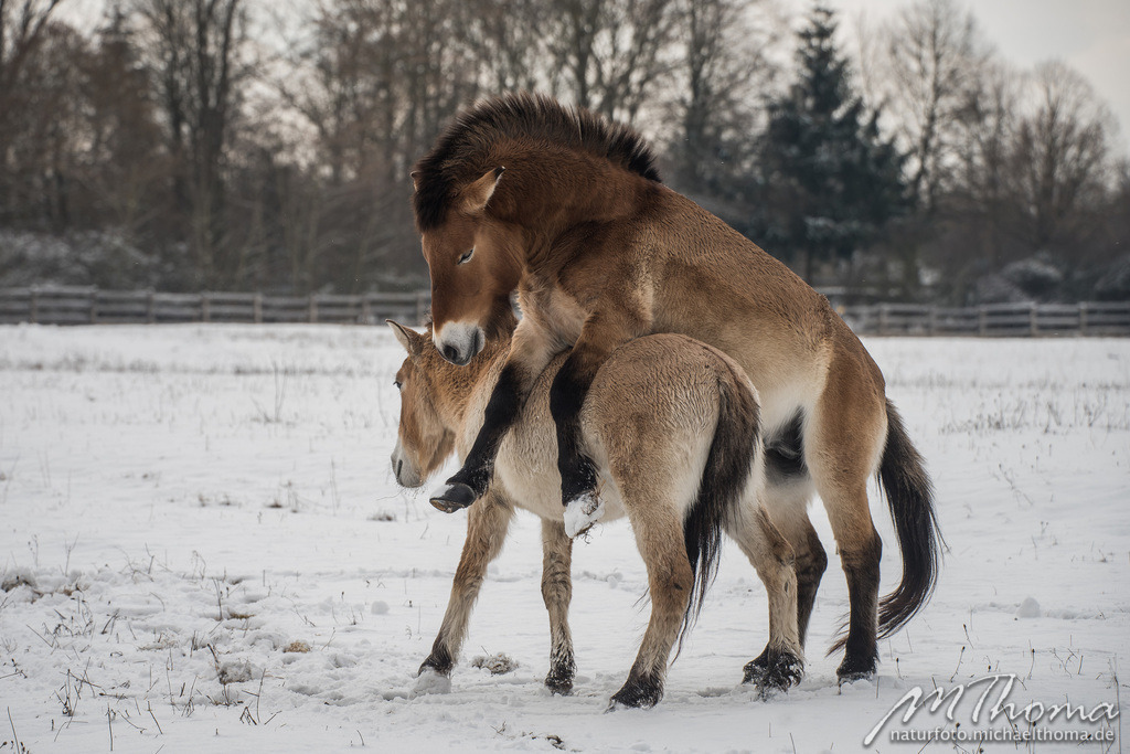 2016-01-16-13h39m24s_MichaelThoma_D810-3390 | Dies ist der Online-Shop von naturfoto.michaelthoma.de. Ich bin leidenschaftlicher Naturfotograf und fotografiere von der Andromedagalaxie bis zum Zwergtaucher, von der Ameise bis zum Orionnebel alles was mit Natur zu tun hat. Hier kann eine Auswahl meine - Realisiert mit Pictrs.com