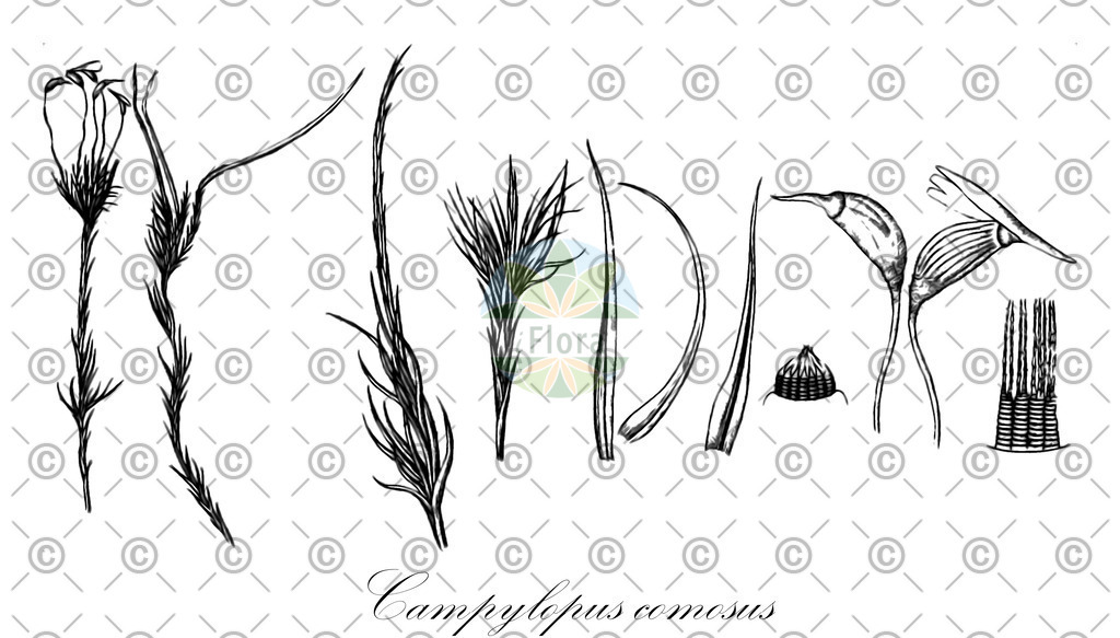 HistAbb_wfo-0001179489_1_ENZY_Simple | Historische Abbildung von Campylopus comosus - Leucobryaceae | Historical Illustration of Campylopus comosus - Leucobryaceae