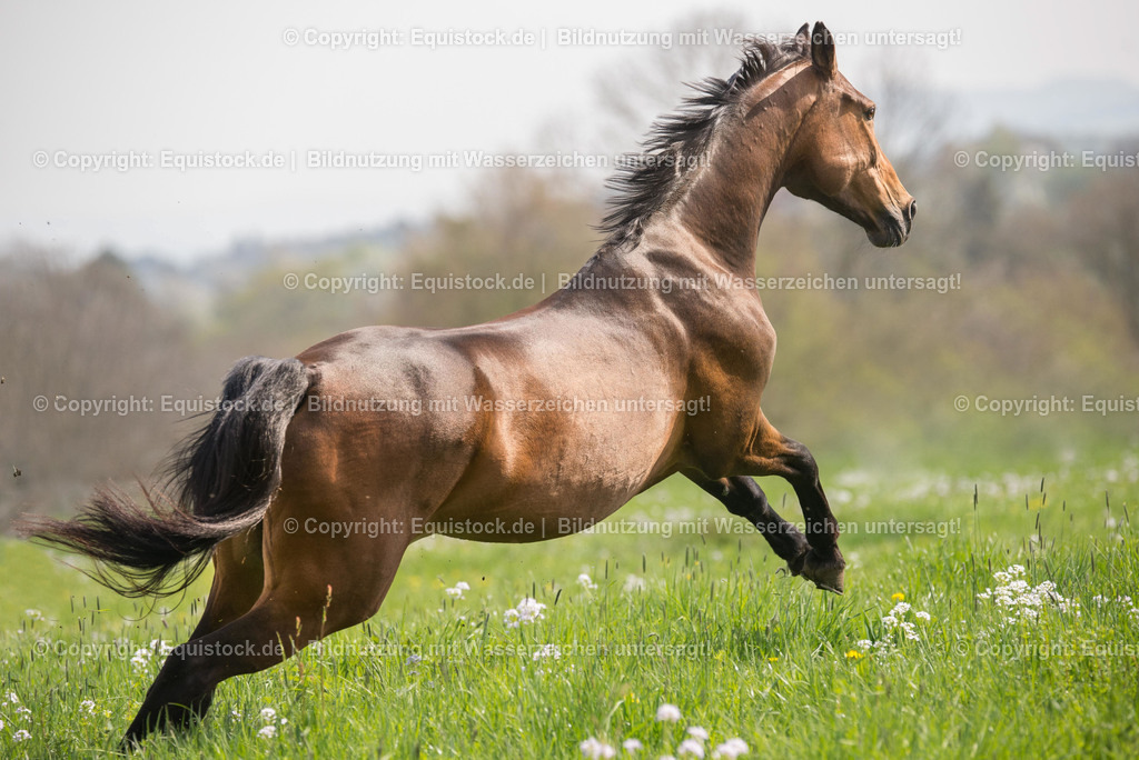 20160422_Pferd_auf_weide_0002 | equistock