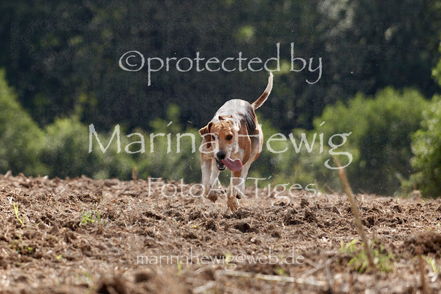 _MCH8010_Marina Hewig | Fotografie, FotoArt, PferdesportArt, Pferdesportfotografie, Landschaftsfotografie, Reisefotografie, Reise, Pferde - Realisiert mit Pictrs.com