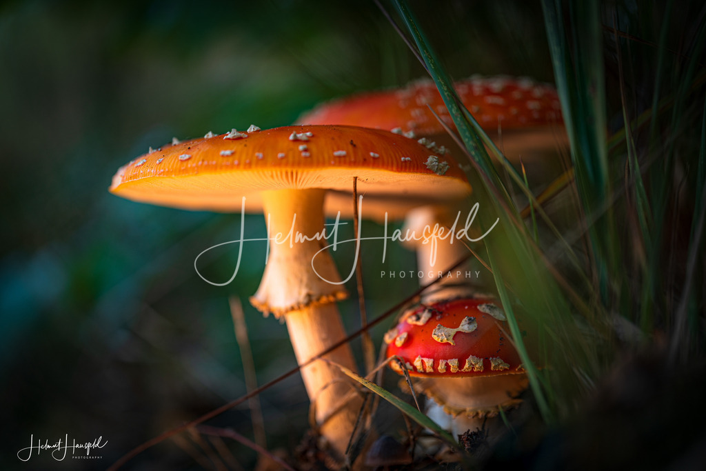 DSC03496 | Landschaftsfotografie, Naturfotografie - Realisiert mit Pictrs.com