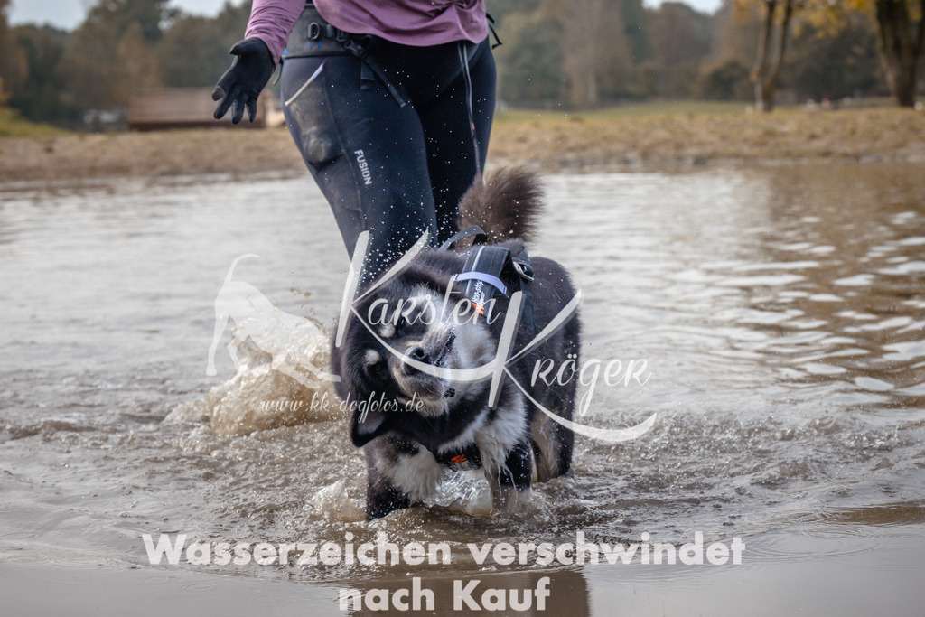 1339_ZZ94479 | kk-dogfotos