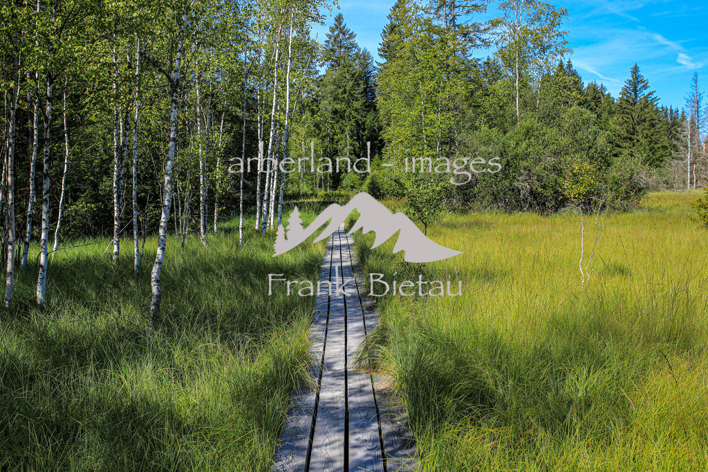 OE7A7679 | die Hochmoorlandschaft im Nationalpark ist großteils nur über Holzbohlenstege zu erkunden.