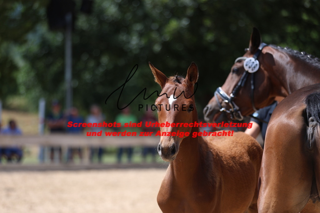 Fohlenschau_Schwäbisch_Hall_springbetonte_Fohlen_KN 38_15 | lmwpictures - Realisiert mit Pictrs.com