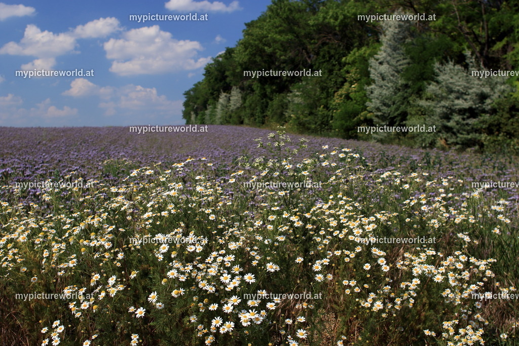 Geruchlose Kamille-003 | Das Bilderarchiv über Tiere, Planzen und Landschaften. In der Bilddatenbank finden Sie ein große Auswahl an hochwertigen Bilder für Ihre Werbung - Realisiert mit Pictrs.com