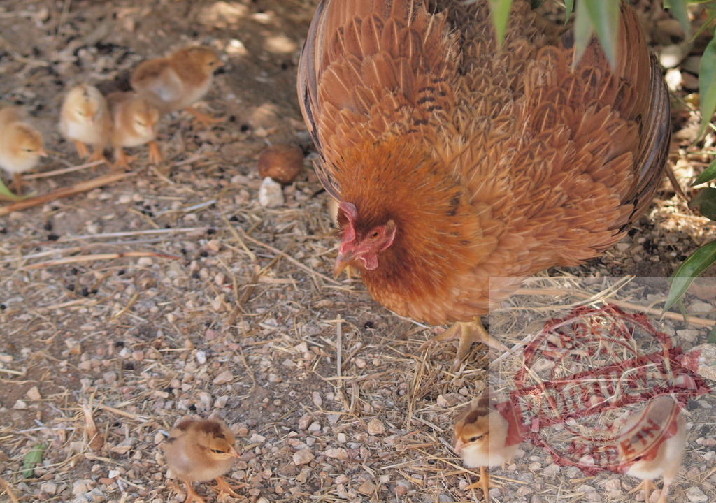 Hen protecting her baby chicks outdoors | Hen and her chicks walking on the ground, showing family and motherhood - Realisiert mit Pictrs.com